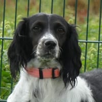 PRINCESSE, chienne à adopter