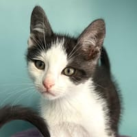 ADVIL (en placement provisoire), chat à adopter