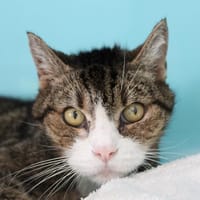 Eclypse, chat à adopter