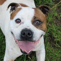Pongo, chien à adopter