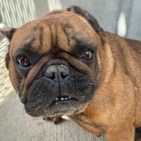 CHOUCROUTE (Adoption duo avec POPPY), chienne à adopter