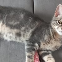 ASTUCE, chatte à adopter