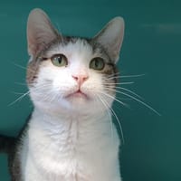 MOUCHERON CHA D, chat à adopter