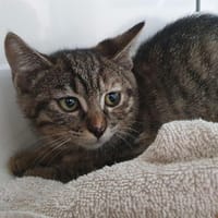 ANONYME CHA, chatte à adopter