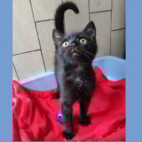 SEKHMET HAB17326, chatte à adopter