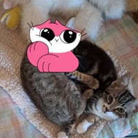 ALPAGA, chat à adopter