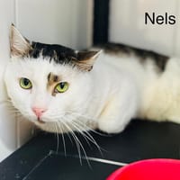 Nels, chat à adopter