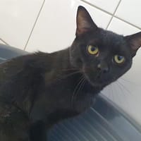 OLIOS CHA D, chat à adopter