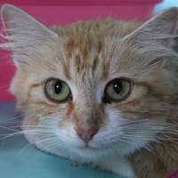 ABEILLE, chatte à adopter