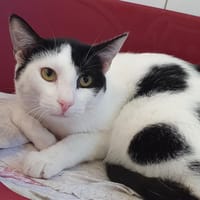 MELITTIE CHA c, chat à adopter