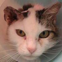 CHARMEUR, chat à adopter