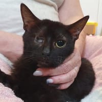 TROMPETTE CHA c, chatte à adopter