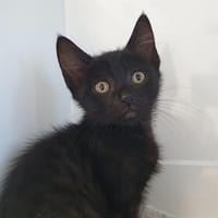 WELKIN CHA, chat à adopter