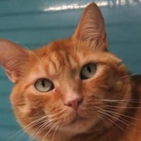 HERCULE, chat à adopter