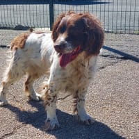 Barry, chien à adopter