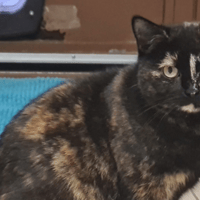 NATTI, chatte à adopter