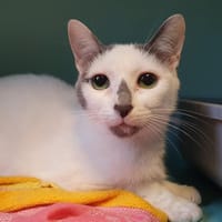 EPEIRA CHA D, chatte à adopter