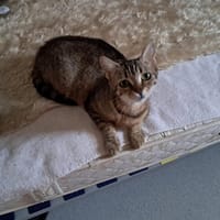 RICA, chatte à adopter