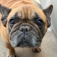 Poppy (adoption duo avec choucroute), chienne à adopter