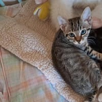 AMOUR, chatte à adopter