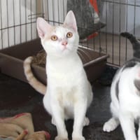 NESTOR pab27394, chat à adopter
