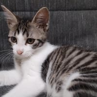 PEPIN, chat à adopter