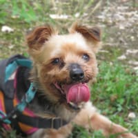 DONUT, chien à adopter