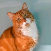 Salazar Cab4213, chat à adopter