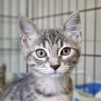 ANTIGONE, chatte à adopter