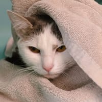 Blanka Cab4258, chatte à adopter