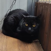 MacFly ( Bali ), chat à adopter