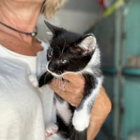 Pablo, chat à adopter