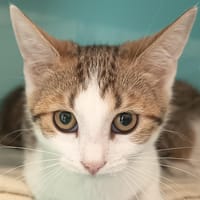 CURRY C, chatte à adopter