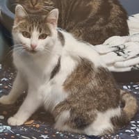 DANXIA, chatte à adopter