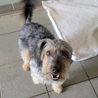 FRIPOUILLE, chien à adopter