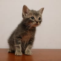 TORONTO HAB17305, chat à adopter