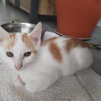 MOUSSE, chat à adopter