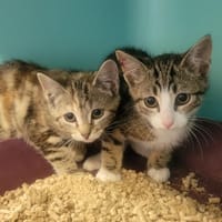 Hinata, chatte à adopter