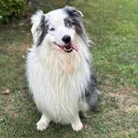 Plumlee CAA13829, chien à adopter