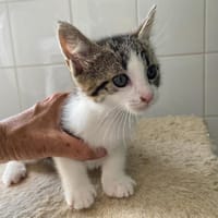 Paloma, chatte à adopter