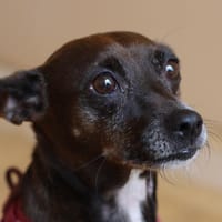 ONIX, chienne à adopter