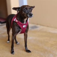 ONIX, chienne à adopter