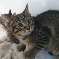 INCOGNITO CHA, chat à adopter