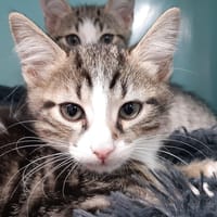 Po, chat à adopter
