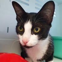 SKY CHA, chatte à adopter