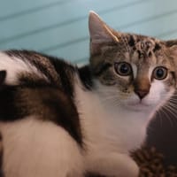 PATTON, chatte à adopter