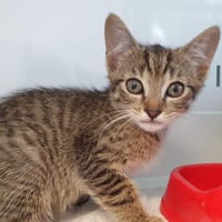 AZUR CHA, chat à adopter