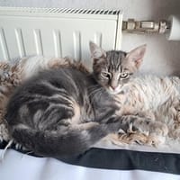 AURUM, chat à adopter