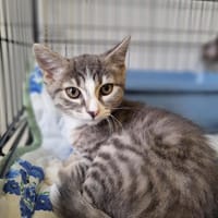 APHRODITE, chatte à adopter