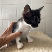Paco, chat à adopter
